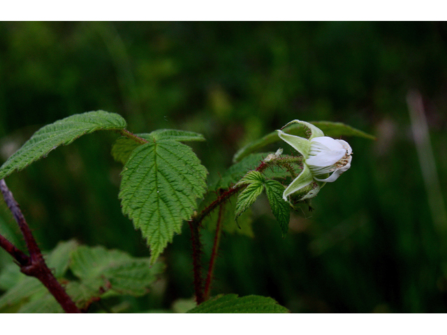 Rubus idaeus ssp. strigosus (Grayleaf red raspberry) #32430