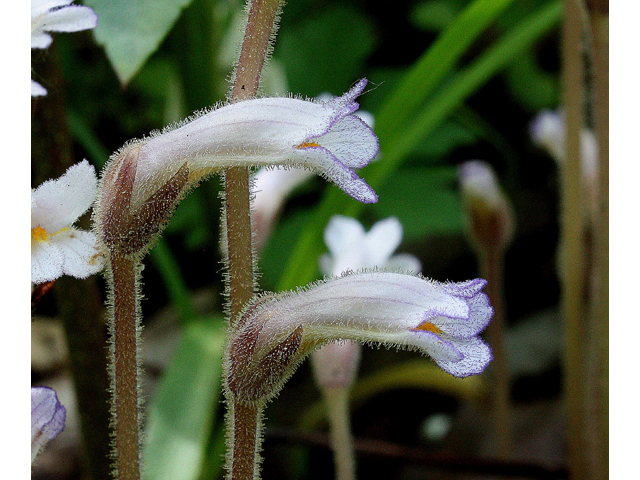 Orobanche uniflora (One-flowered broomrape) #32431