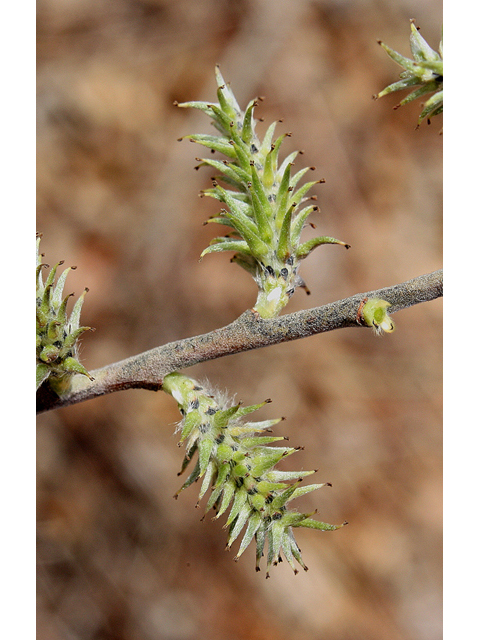 Salix humilis (Prairie willow) #32433