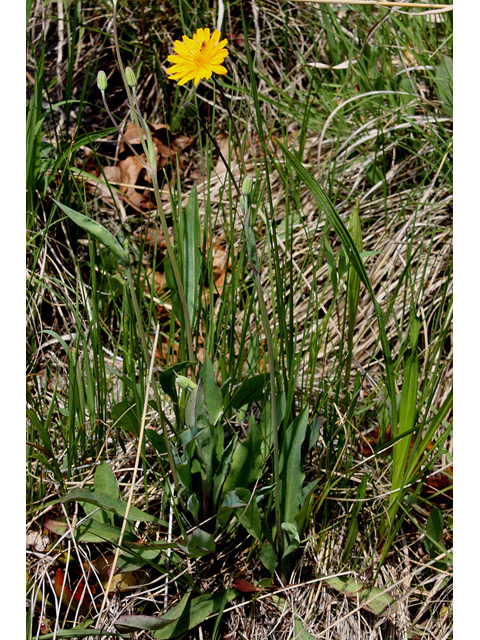 Krigia biflora (Two-flower dwarf dandelion) #32436