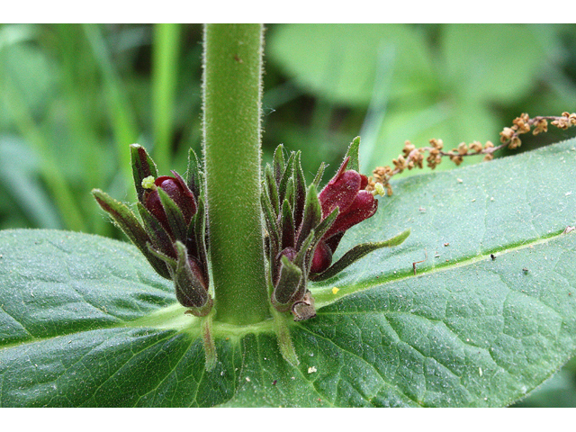 Triosteum perfoliatum (Feverwort) #32447
