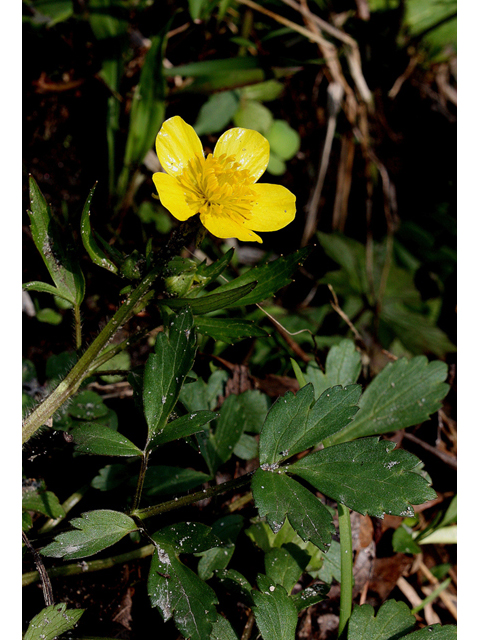 Ranunculus hispidus (Bristly buttercup) #32448