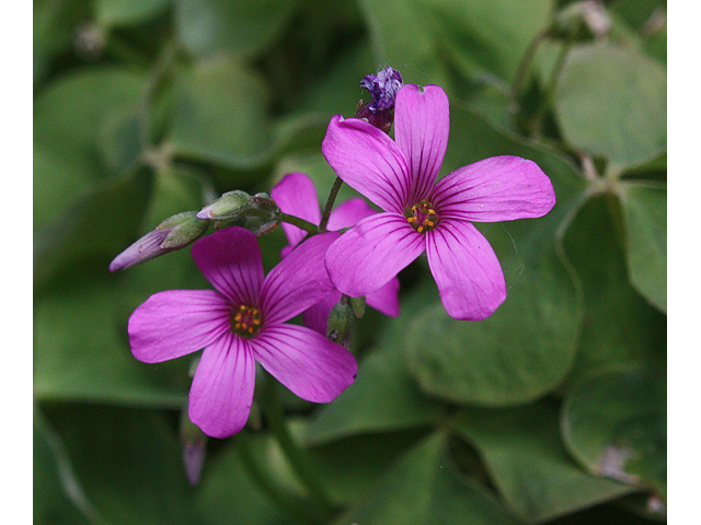 Oxalis violacea (Violet woodsorrel) #32456