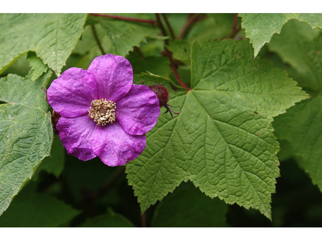 Rubus odoratus (Purple-flowering raspberry) #32457