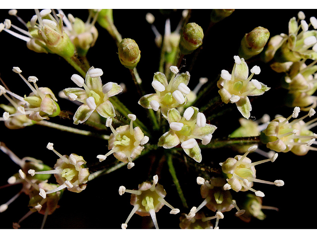Aralia nudicaulis (Wild sarsaparilla) #32461