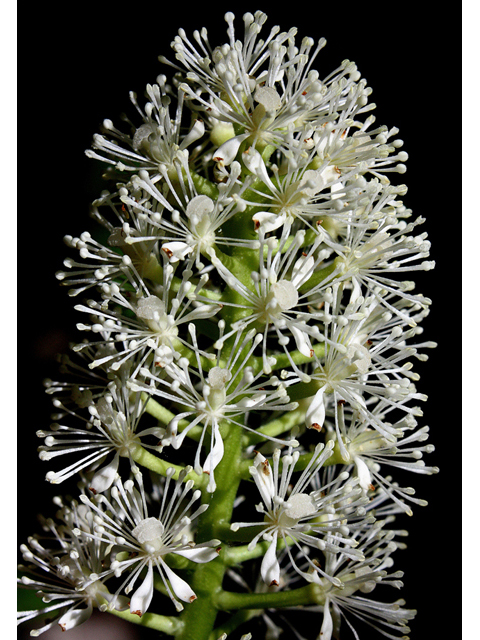 Actaea pachypoda (White baneberry) #32464