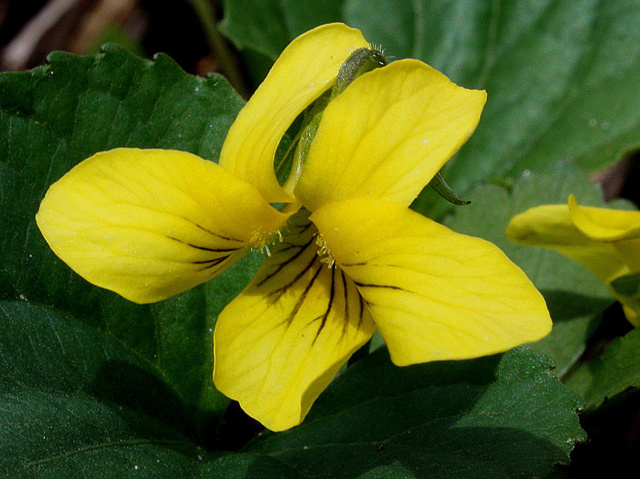Viola pubescens (Downy yellow violet) #32468