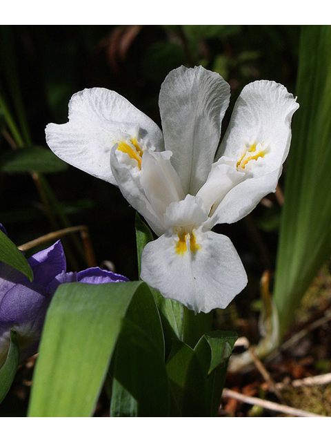 Iris lacustris (Dwarf lake iris) #32469