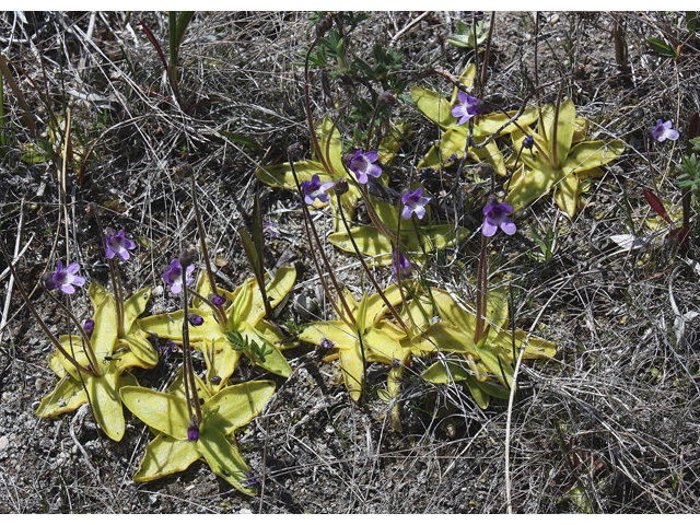 Pinguicula vulgaris (Common butterwort) #32474