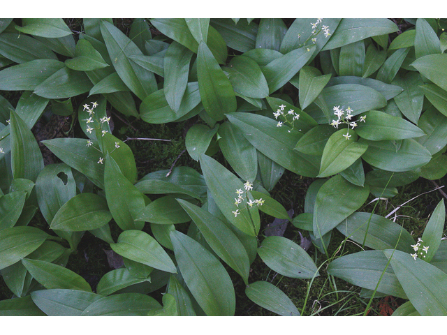 Maianthemum trifolium (Three-leaf false lily of the valley) #32477