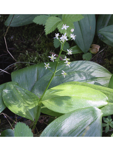 Maianthemum trifolium (Three-leaf false lily of the valley) #32478