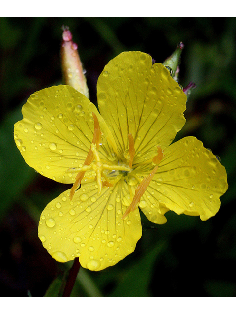 Oenothera fruticosa (Narrowleaf evening-primrose) #32503