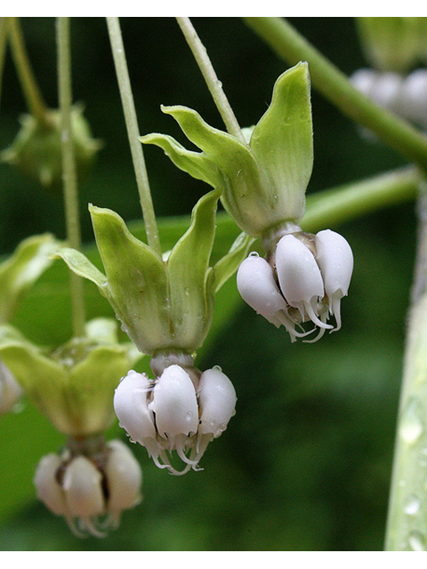 Asclepias exaltata (Poke milkweed) #32507