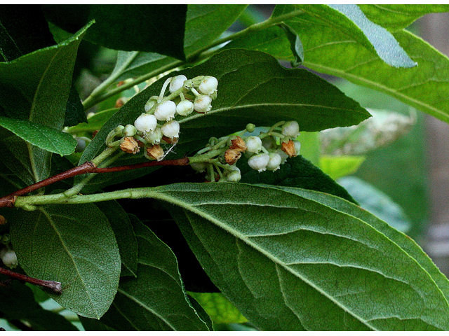 Lyonia ligustrina (Maleberry) #32513