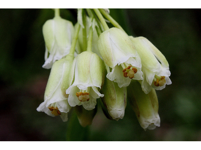 Staphylea trifolia (American bladdernut) #32526
