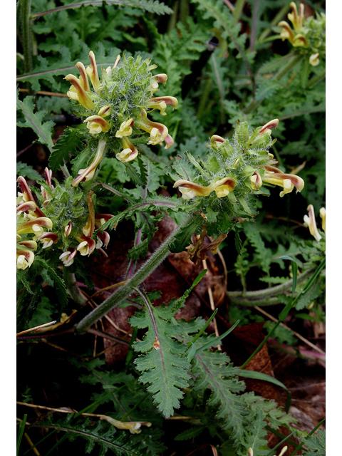 Pedicularis canadensis (Canadian lousewort) #32531