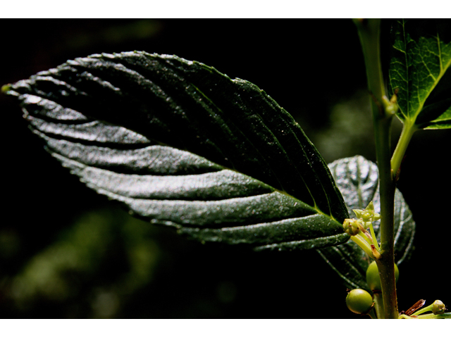 Rhamnus alnifolia (Alderleaf buckthorn) #32538