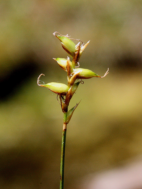 Carex gynocrates (Northern bog sedge) #32542