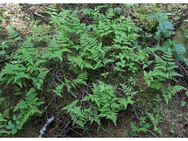 Gymnocarpium robertianum (Scented oakfern) #32544