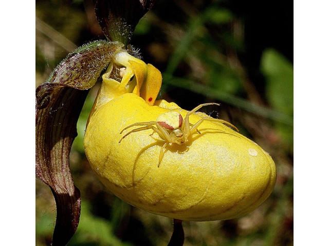 Cypripedium parviflorum (Yellow lady's-slipper orchid) #32546