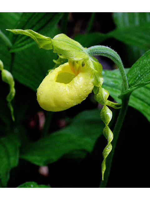 Cypripedium parviflorum (Yellow lady's-slipper orchid) #32549