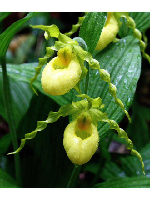 Cypripedium parviflorum (Yellow lady's-slipper orchid) #32550