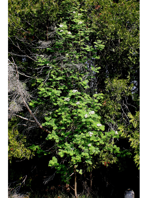 Sorbus americana (American mountain ash) #32560