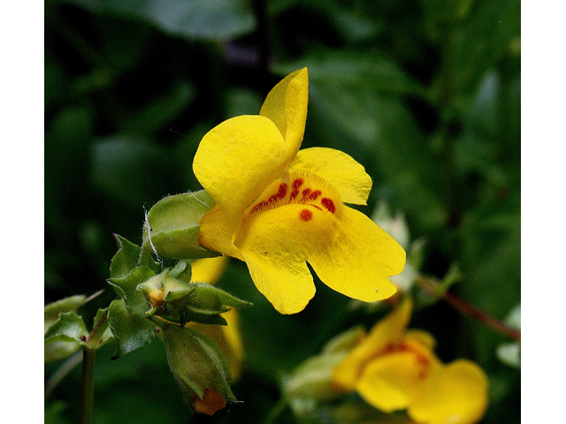 Mimulus guttatus (Yellow monkeyflower) #32566