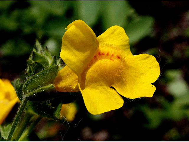 Mimulus guttatus (Yellow monkeyflower) #32568