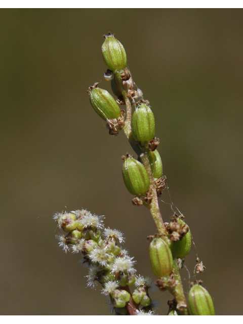 Triglochin palustris (Marsh arrowgrass) #32602
