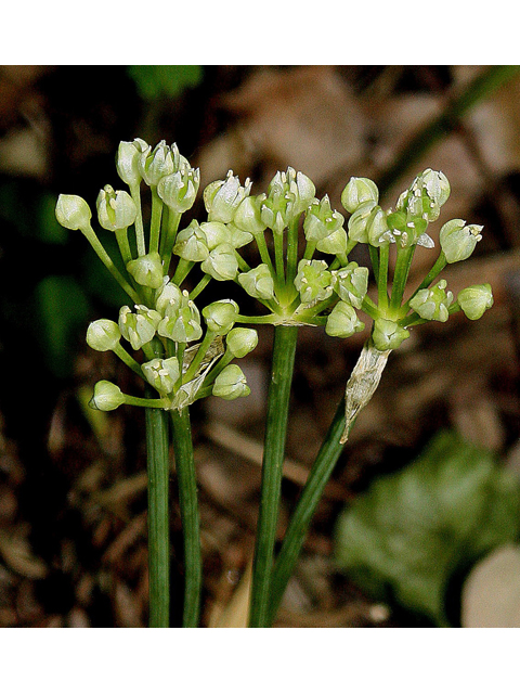 Allium burdickii (Narrowleaf wild leek) #32622