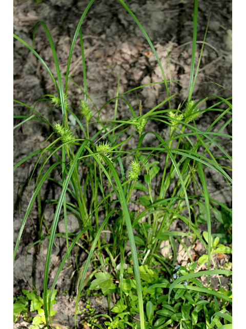 Carex lupulina (Hop sedge) #32623