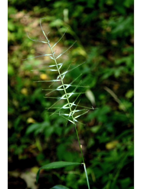 Elymus hystrix (Eastern bottlebrush grass) #32641