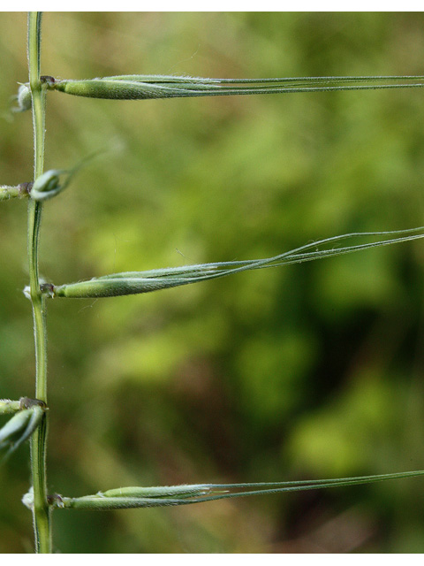Elymus hystrix (Eastern bottlebrush grass) #32642