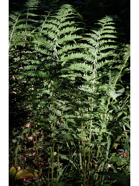 Athyrium filix-femina (Common lady fern) #32646