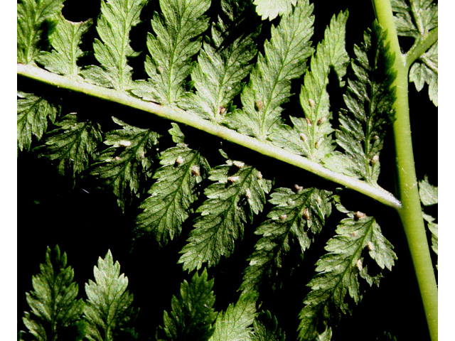 Athyrium filix-femina (Common lady fern) #32648