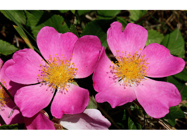 Rosa setigera (Climbing prairie rose) #32651
