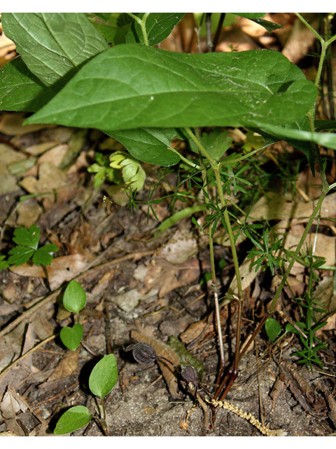 Aristolochia serpentaria (Virginia snakeroot) #32654
