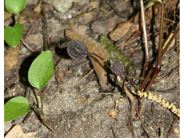 Aristolochia serpentaria (Virginia snakeroot) #32655