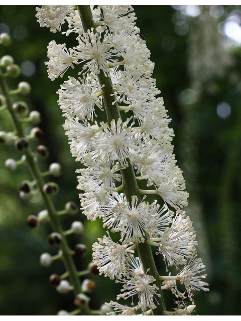 Actaea racemosa var. racemosa (Black cohosh) #32668