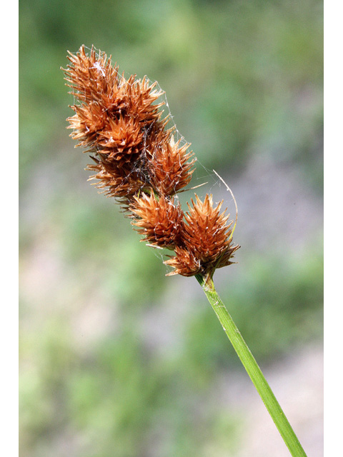 Carex tribuloides var. tribuloides (Blunt broom sedge) #32676