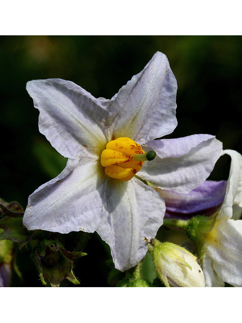 Solanum carolinense (Carolina horsenettle) #32678