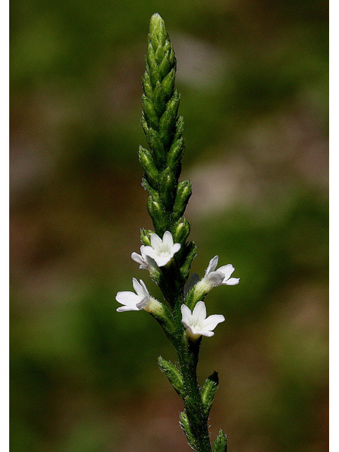 Verbena urticifolia (White vervain) #32684