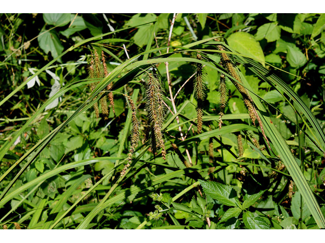 Carex crinita var. crinita (Fringed sedge) #32687