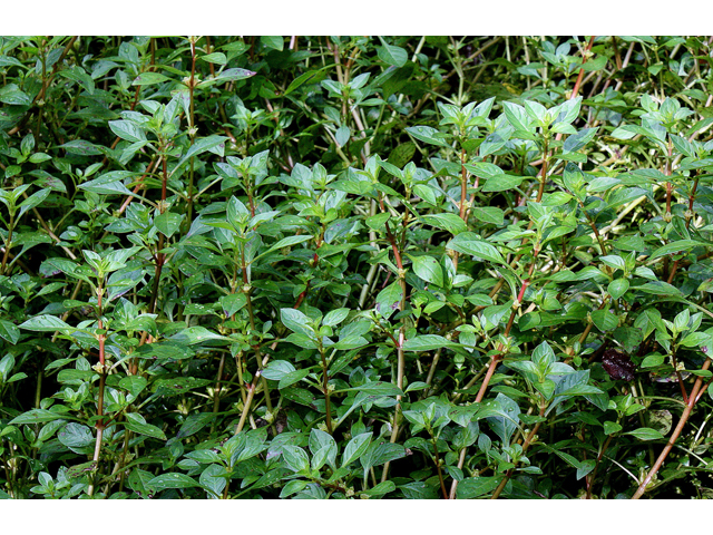 Ludwigia palustris (Marsh seedbox) #33339
