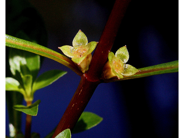 Ludwigia palustris (Marsh seedbox) #33341