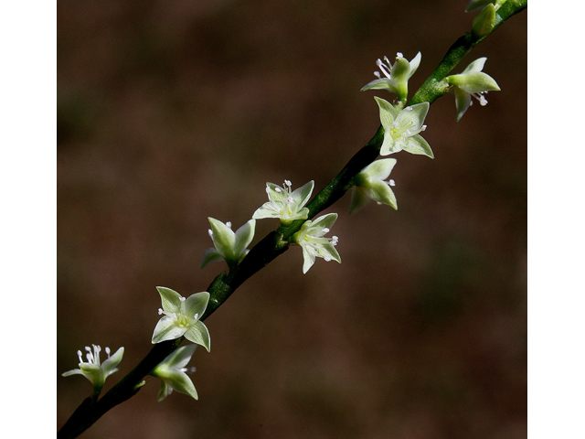 Polygonum virginianum (Jumpseed) #33343