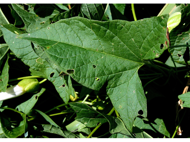 Calystegia silvatica ssp. fraterniflora (Shortstalk false bindweed) #33347