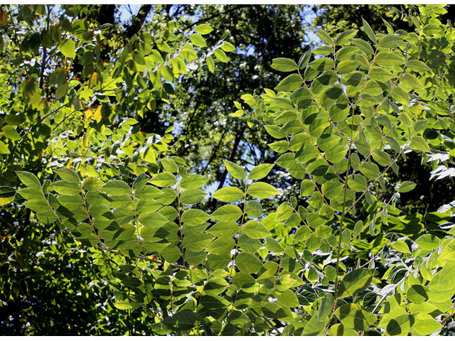 Gymnocladus dioicus (Kentucky coffeetree) #33350