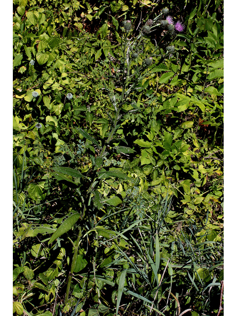 Cirsium altissimum (Tall thistle) #33352